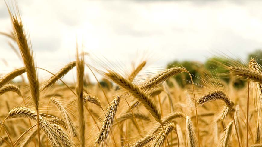 Ruta de los Labradores - Ayto Mingorrí­a 